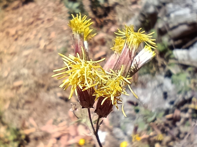 Brickellia oligadenia