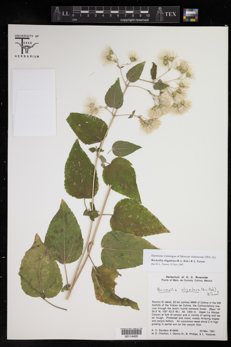 Brickellia oligadenia photo 2