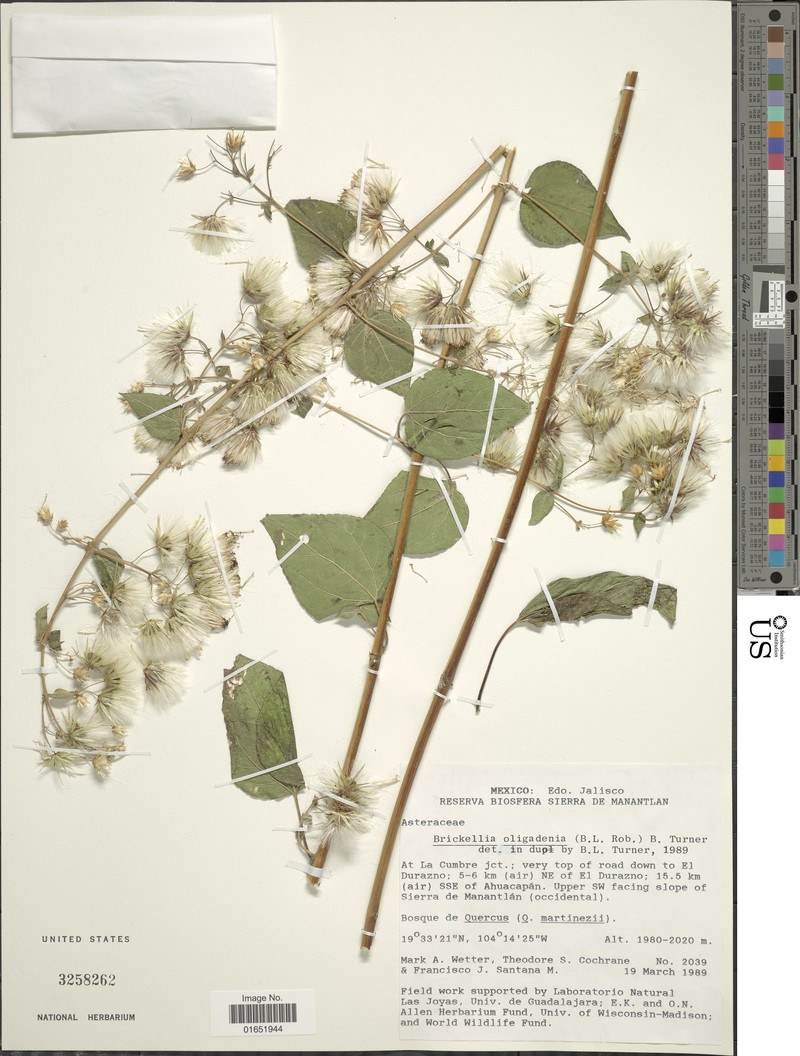 Brickellia oligadenia photo 3