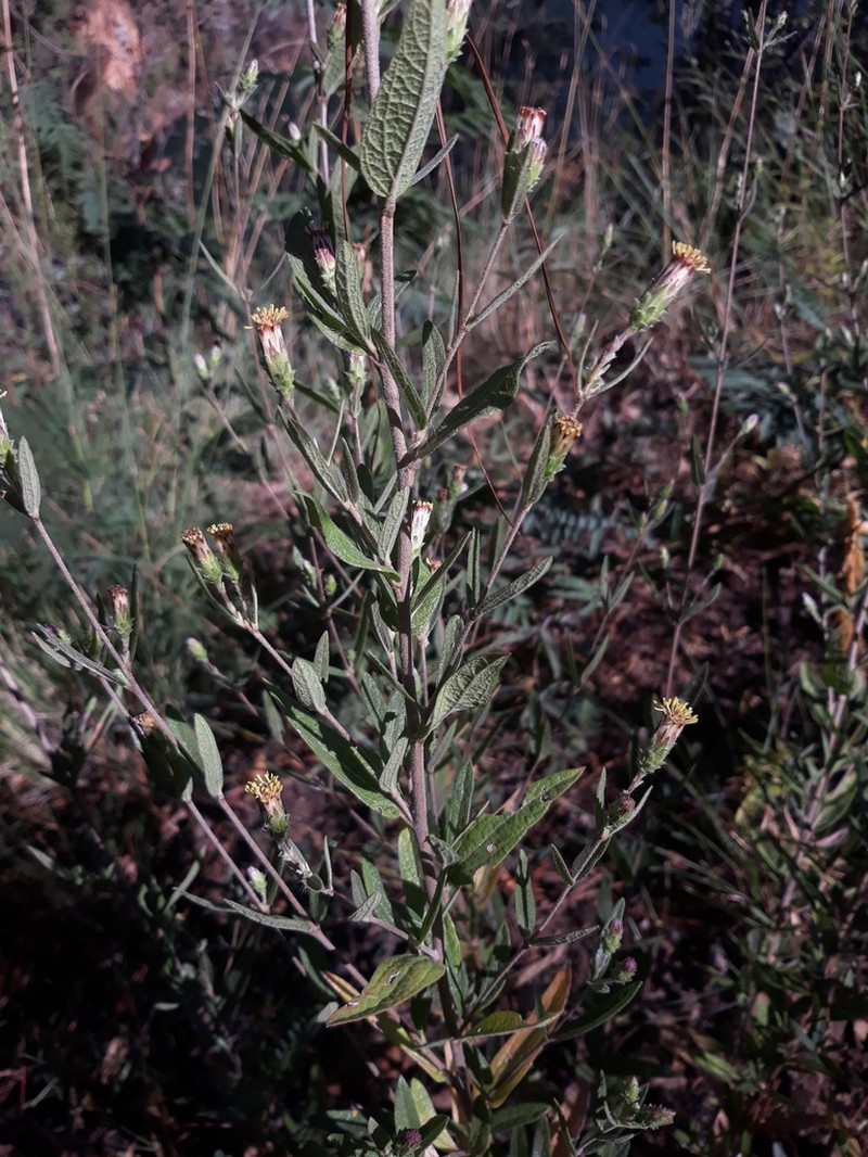 Brickellia oliganthes