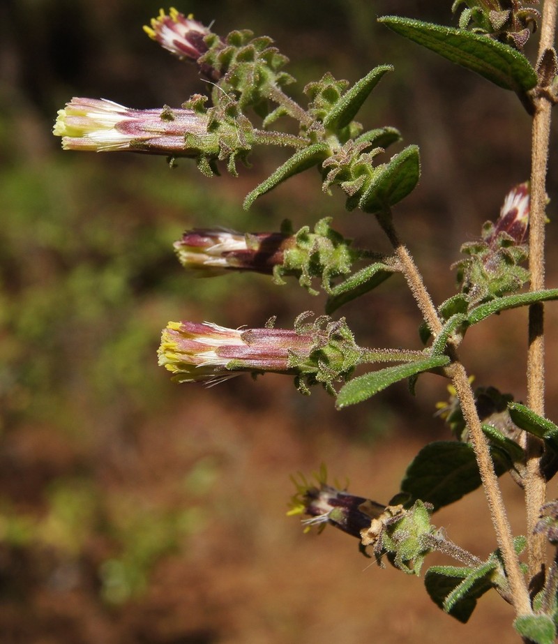 Brickellia oliganthes photo 2