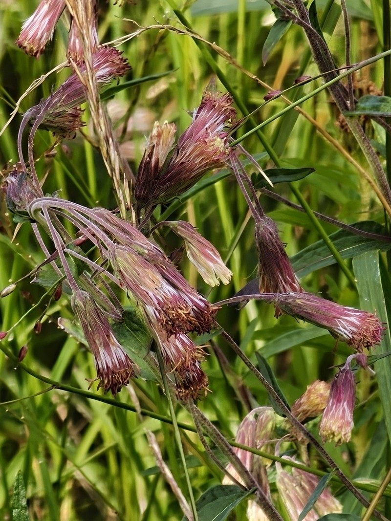 Brickellia oliganthes photo 3