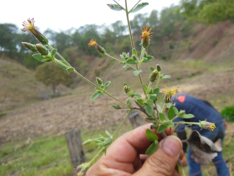 Brickellia oliganthes photo 4