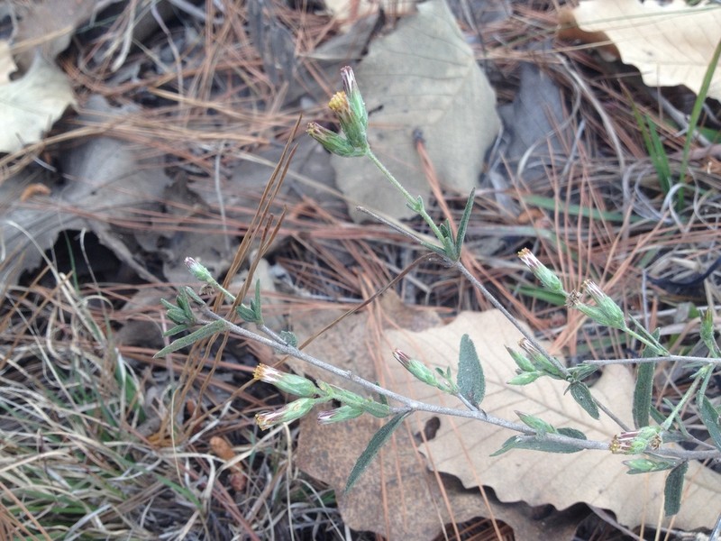 Brickellia oliganthes photo 5