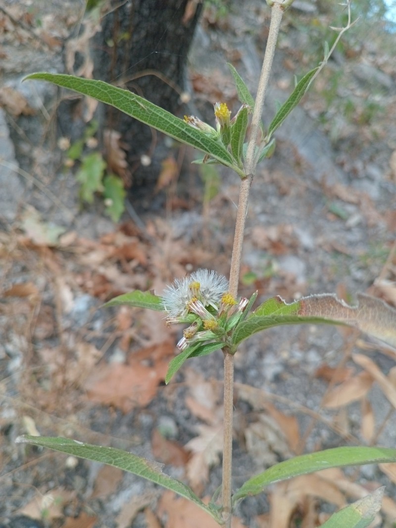 Brickellia oliganthes photo 6