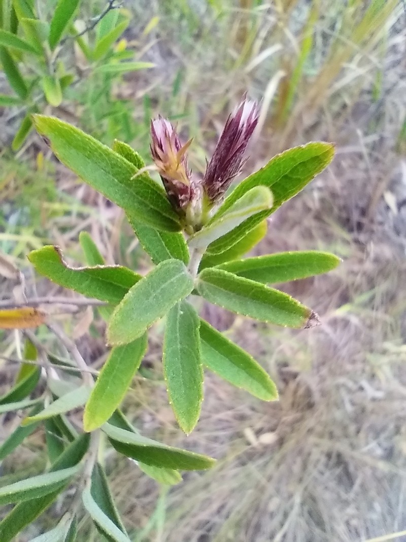 Brickellia oliganthes photo 7