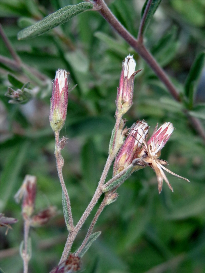 Brickellia oliganthes photo 8