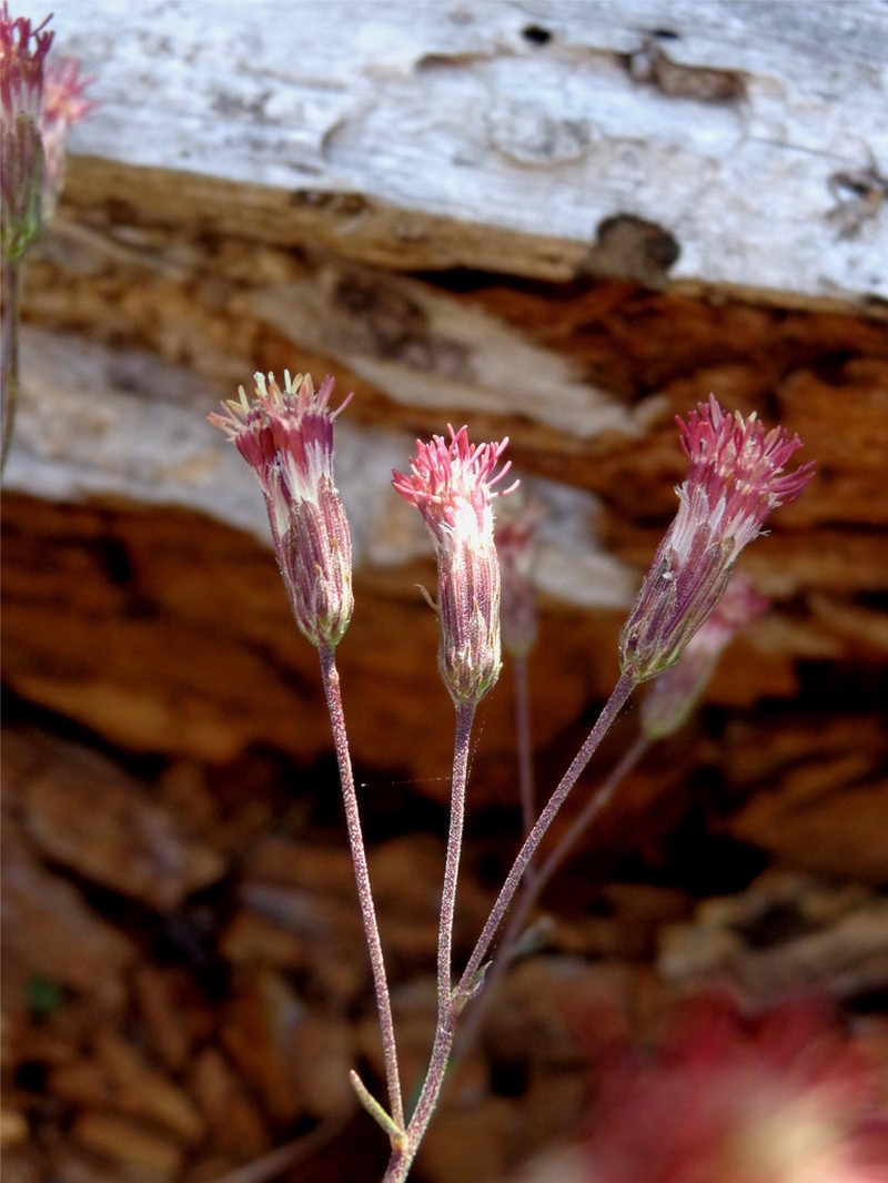 Brickellia oreithales photo 3