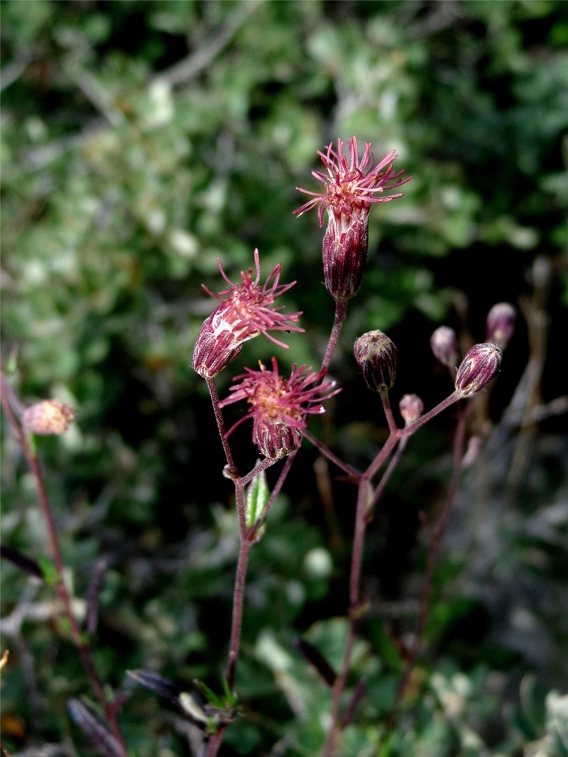 Brickellia oreithales photo 4