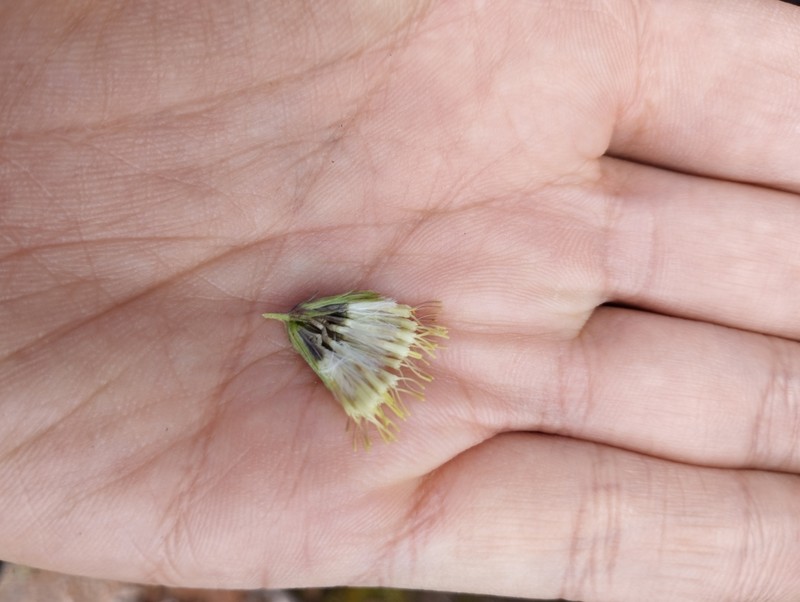 Brickellia oreithales photo 5