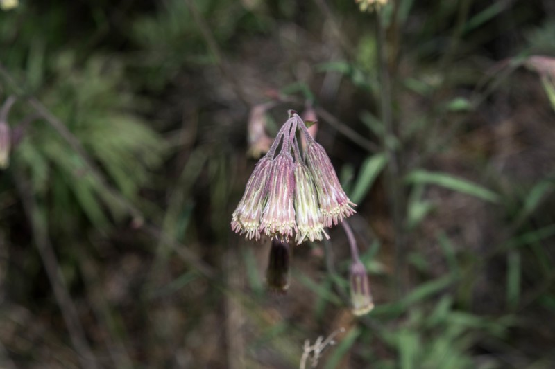 Brickellia oreithales photo 6