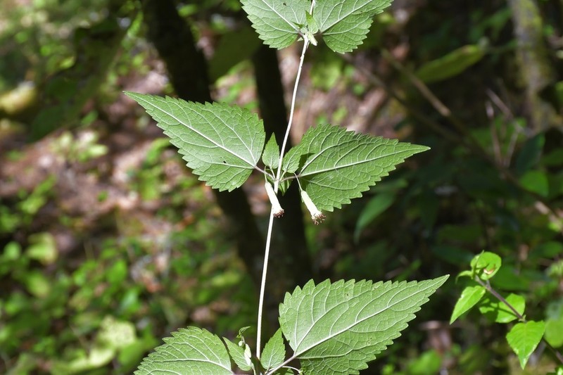 Brickellia orizabaensis