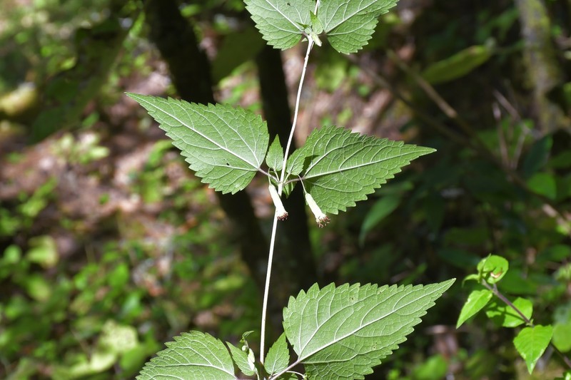 Brickellia orizabaensis photo 2
