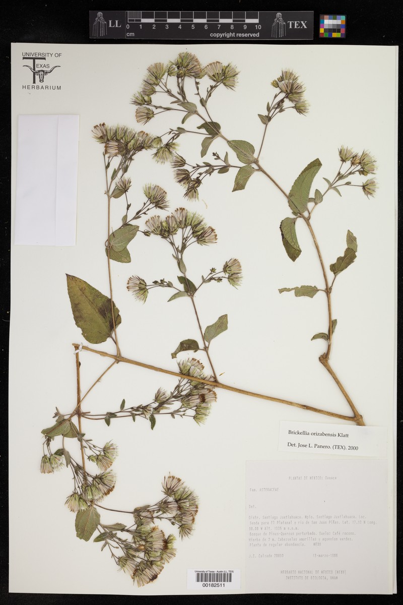 Brickellia orizabaensis photo 3