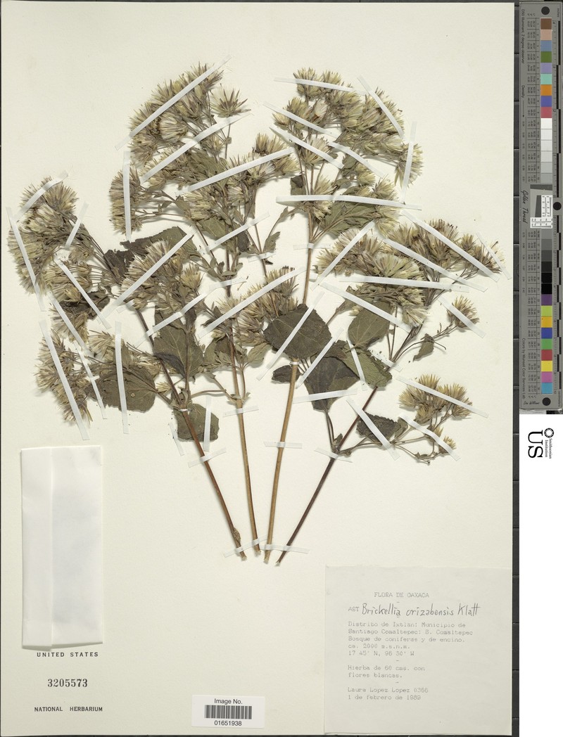 Brickellia orizabaensis photo 4