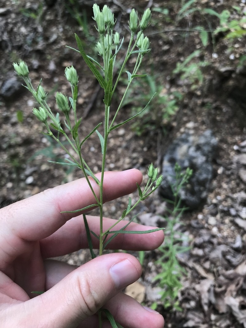 Brickellia ozarkana