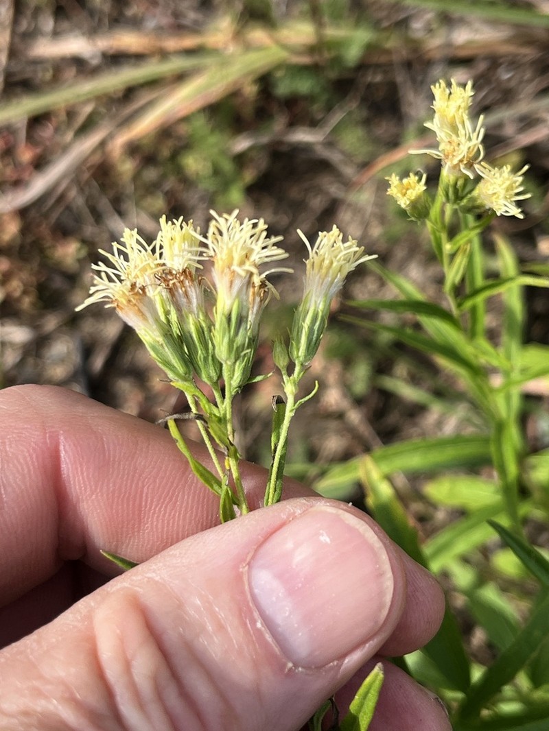 Brickellia ozarkana photo 2