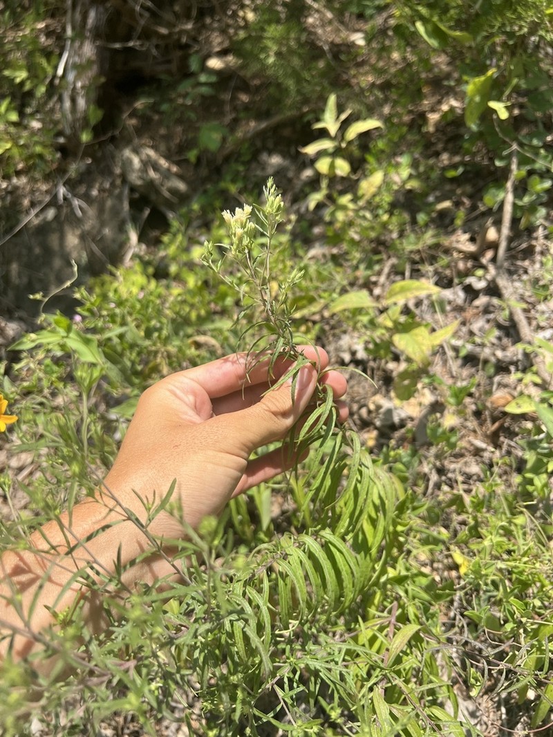 Brickellia ozarkana photo 3