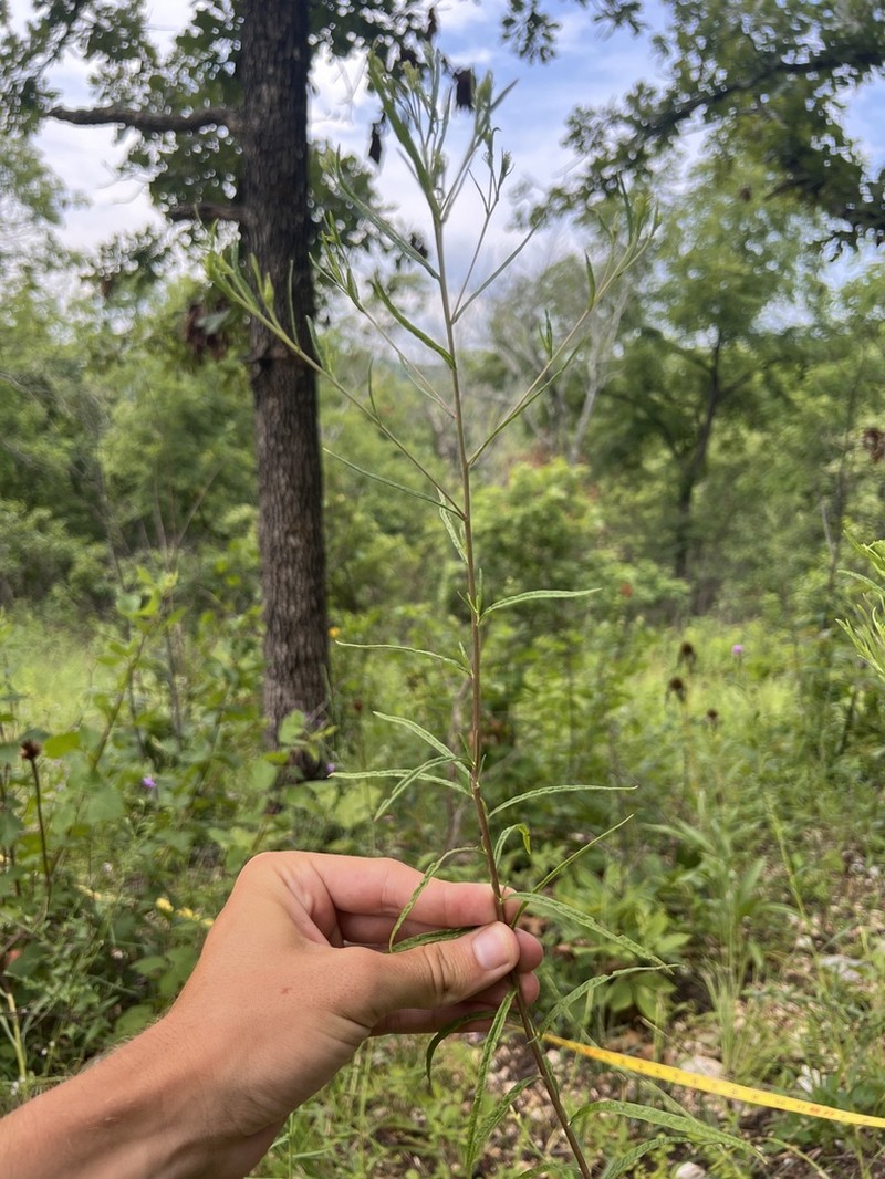 Brickellia ozarkana photo 4