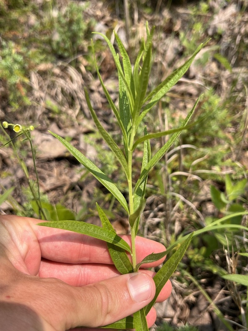 Brickellia ozarkana photo 5
