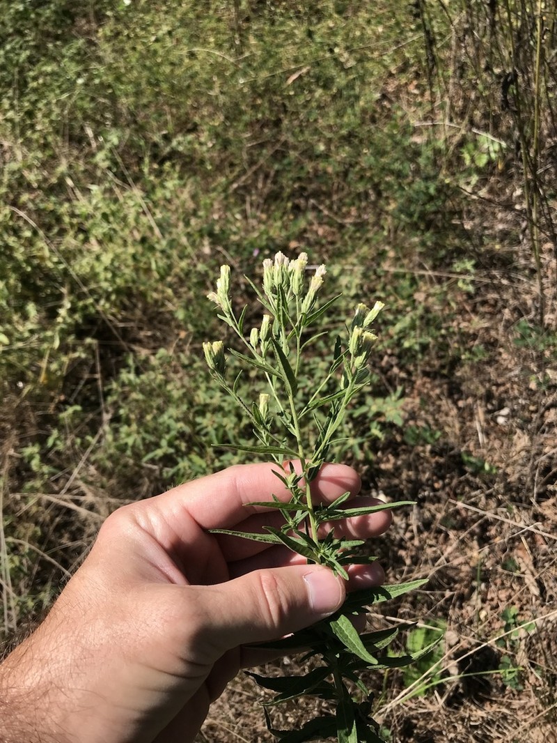 Brickellia ozarkana photo 6