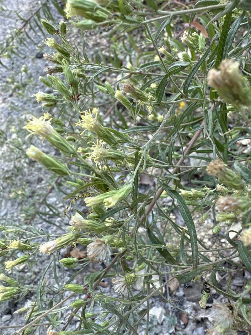 Brickellia ozarkana photo 7