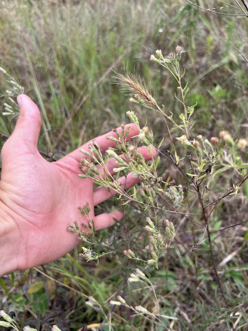 Brickellia ozarkana photo 8