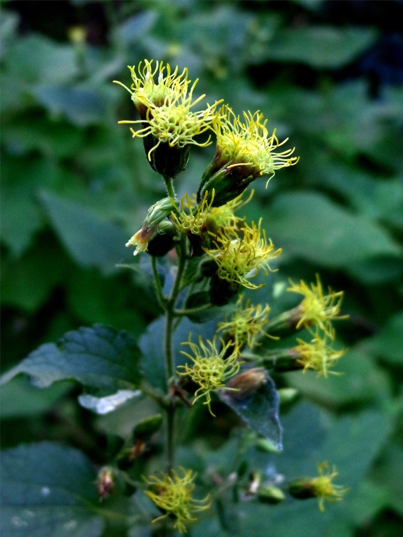Brickellia palmeri