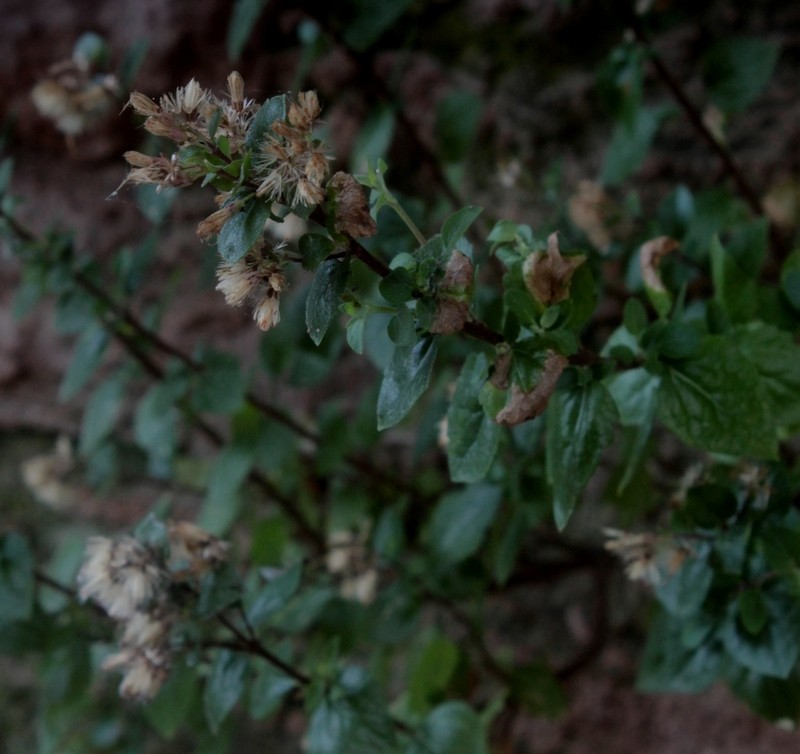 Brickellia palmeri photo 3