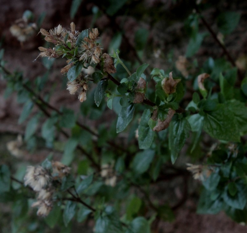 Brickellia palmeri photo 5