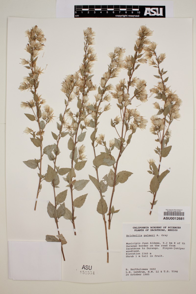Brickellia palmeri photo 6