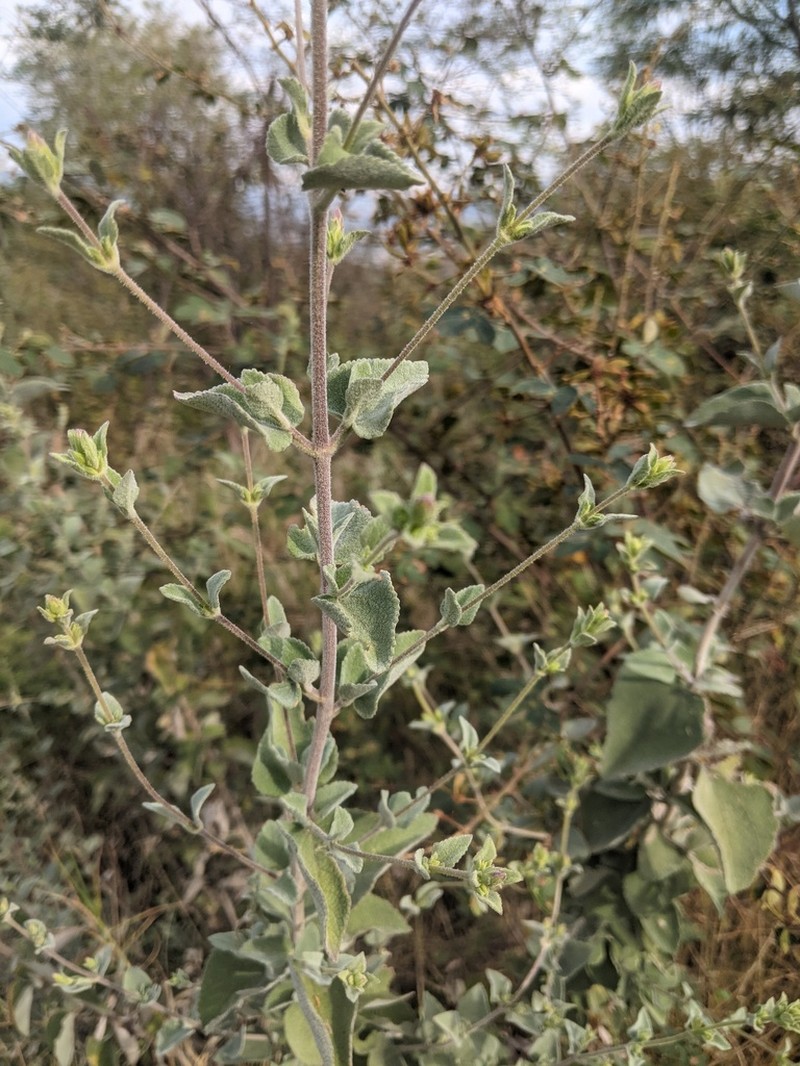 Brickellia paniculata