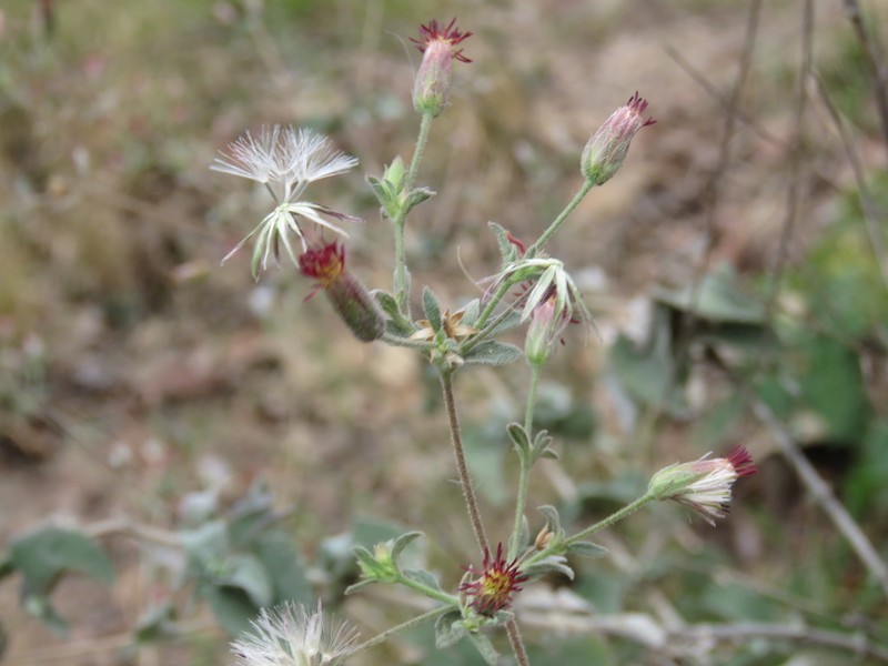 Brickellia paniculata photo 3