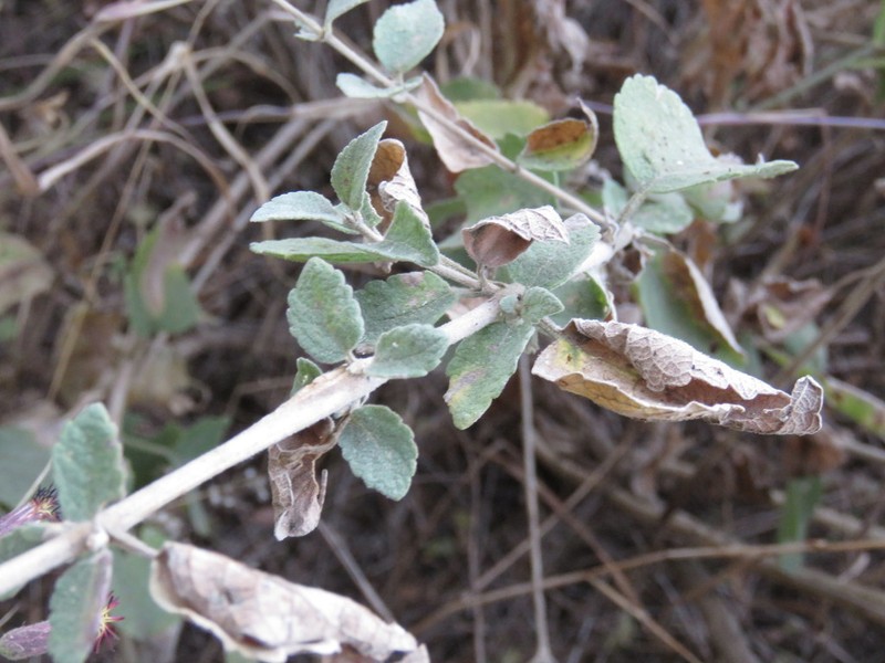 Brickellia paniculata photo 4