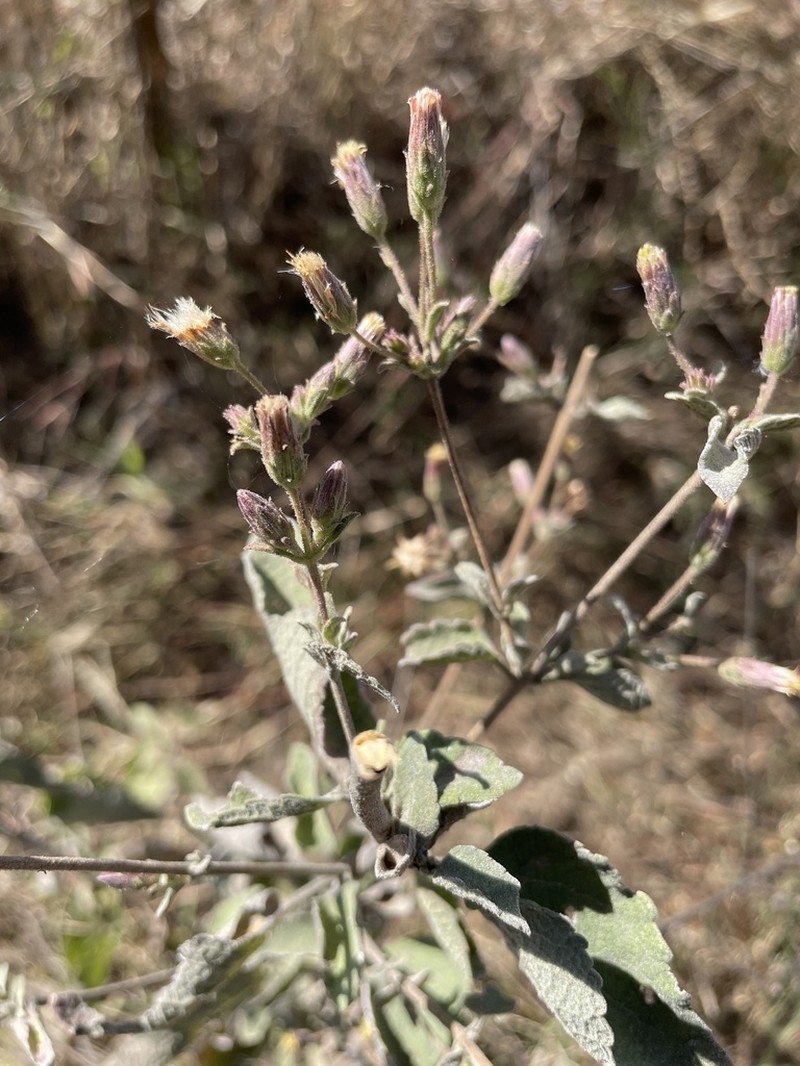Brickellia paniculata photo 5