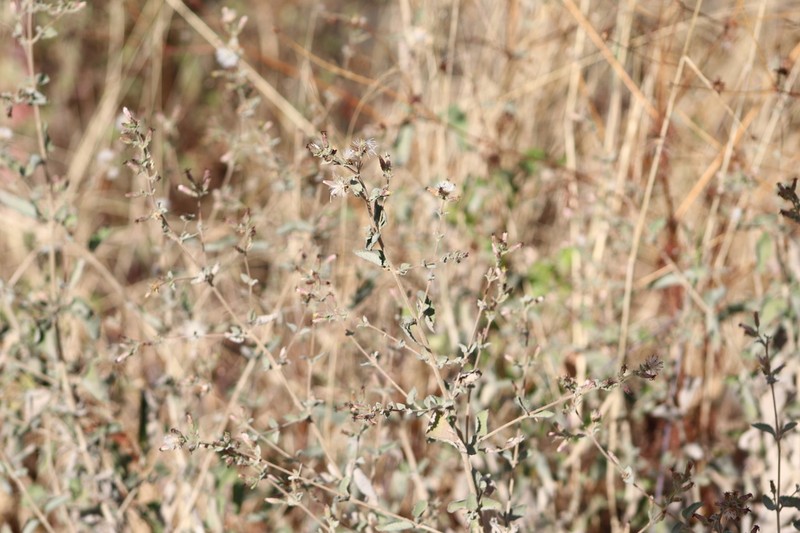 Brickellia paniculata photo 6