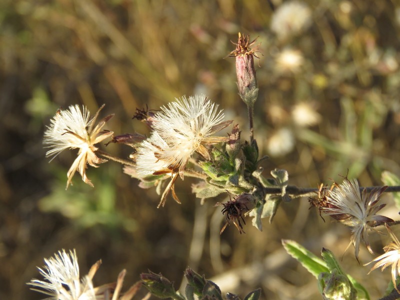 Brickellia paniculata photo 8