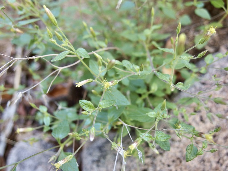 Mt. Davis Brickellbush