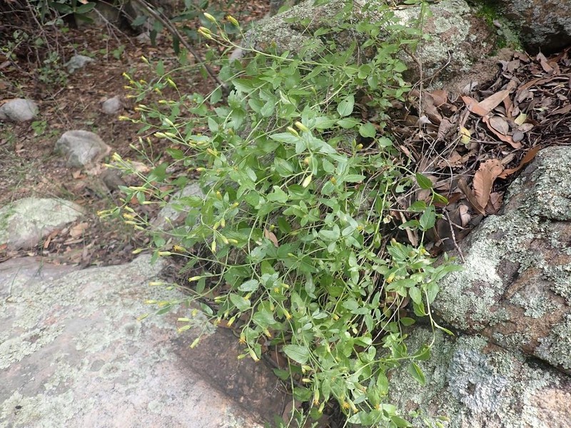 Mt. Davis Brickellbush photo 6