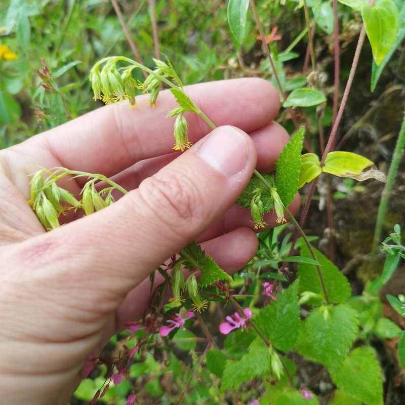 Brickellia pavonii