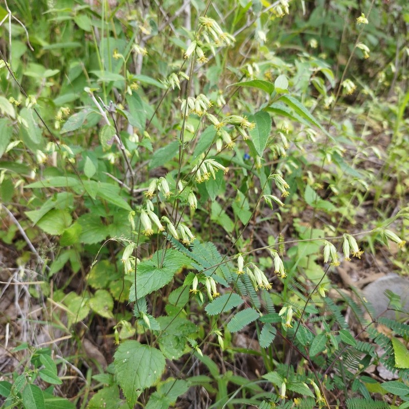 Brickellia pavonii photo 2