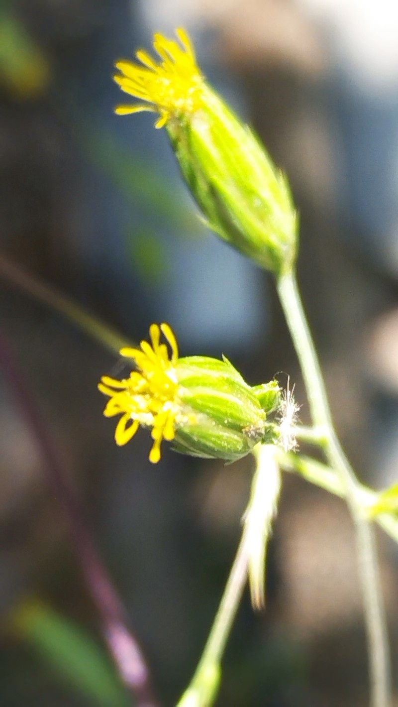 Brickellia pavonii photo 4