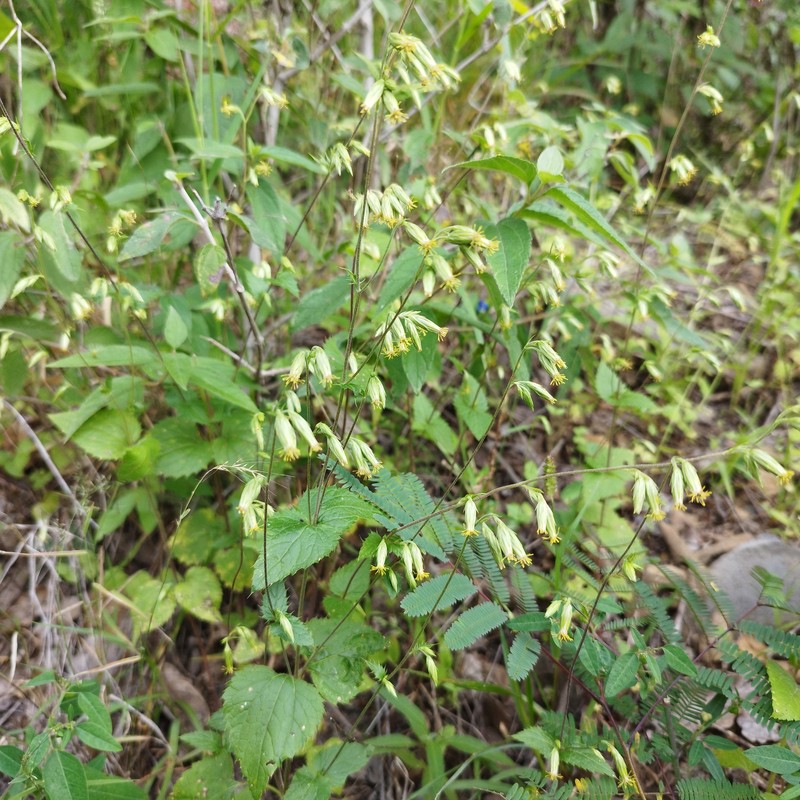 Brickellia pavonii photo 6