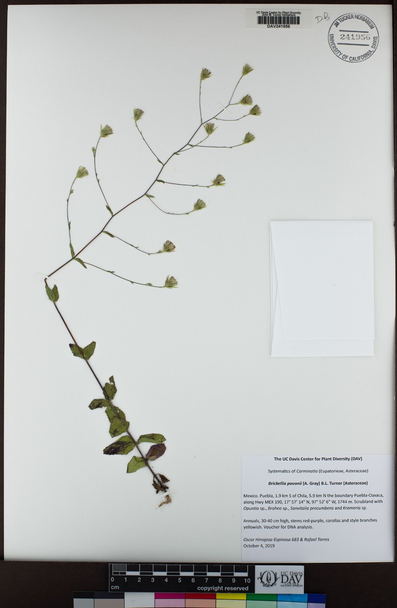 Brickellia pavonii photo 7