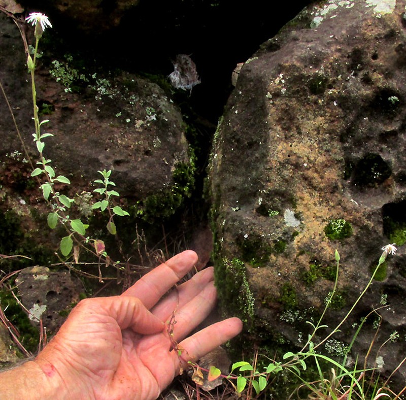 Brickellia pedunculosa