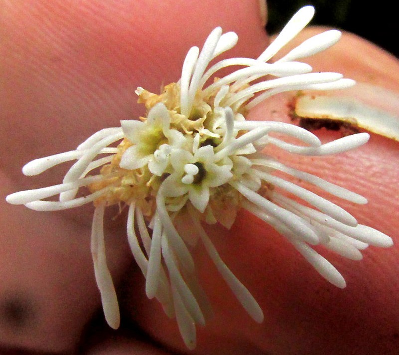 Brickellia pedunculosa photo 2