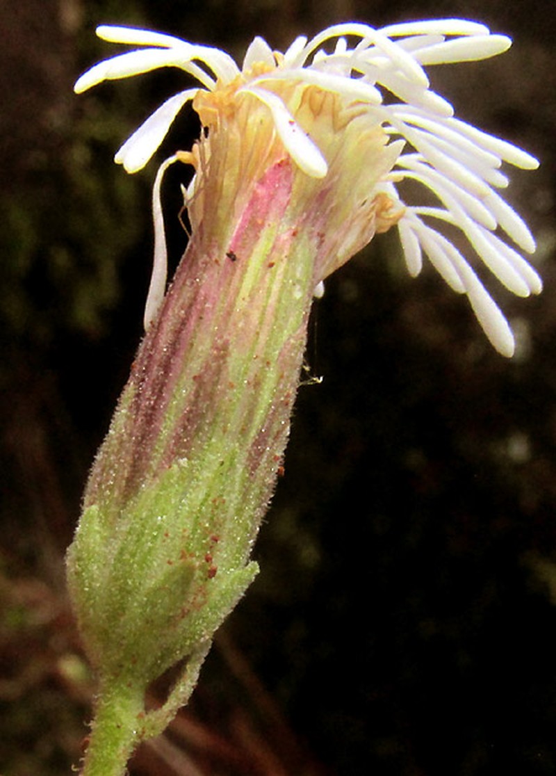 Brickellia pedunculosa photo 3