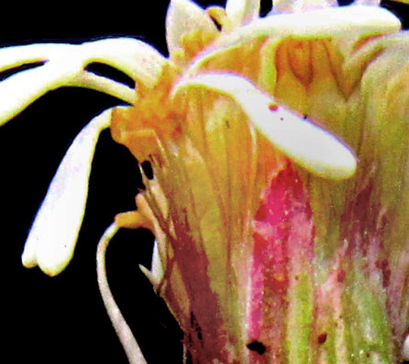 Brickellia pedunculosa photo 4