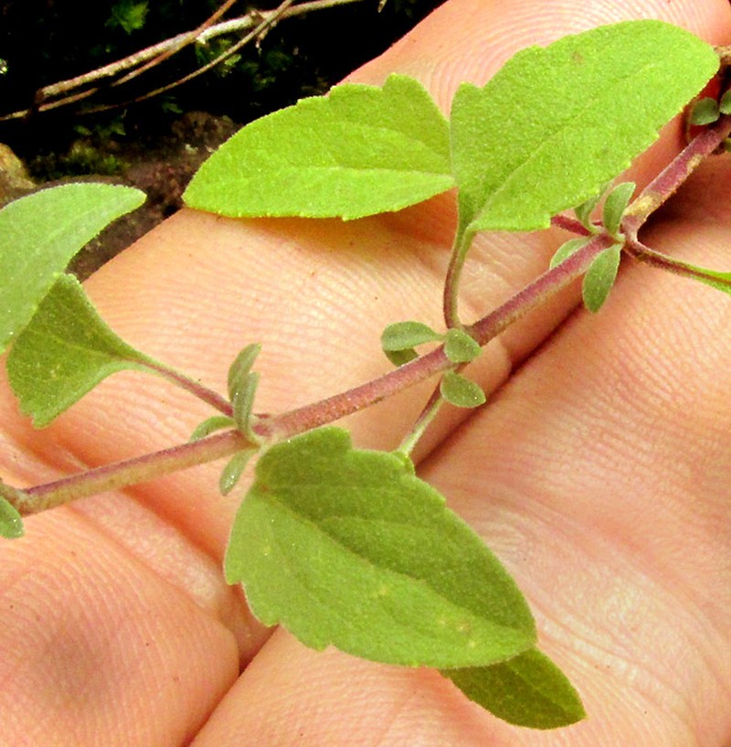 Brickellia pedunculosa photo 5