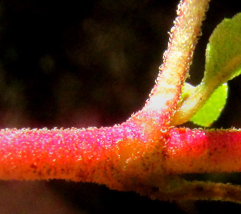Brickellia pedunculosa photo 6